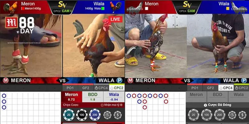Kỹ năng chọn kèo đá gà rất quan trọng với cược thủ.