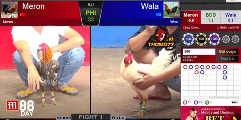 Tổng hợp một số loại hình cược đá gà Thomo online dành cho người chơi tham khảo.