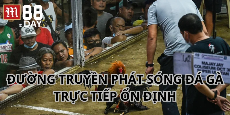 Đường truyền phát sóng trận đấu chọi kê ổn định.