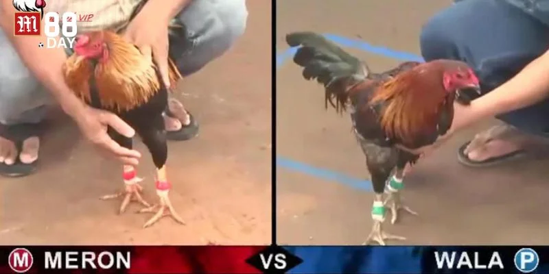 Yếu tố đặc biệt thu hút người dùng trải nghiệm sảnh đá gà M88.