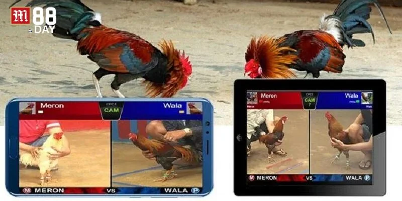 Kỹ thuật bắt kèo gà đá tại M88 cần kết hợp linh hoạt các kỹ năng.