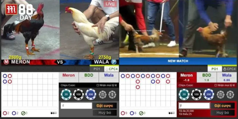 Các kèo đá gà trực tuyến rất đa dạng lựa chọn dành cho người chơi tham khảo.