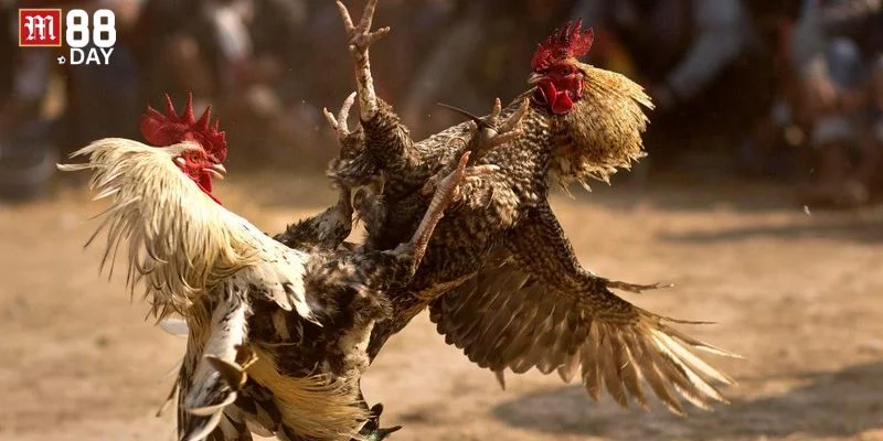 Tỷ lệ cược là thông số quan trọng trong đá gà online. 