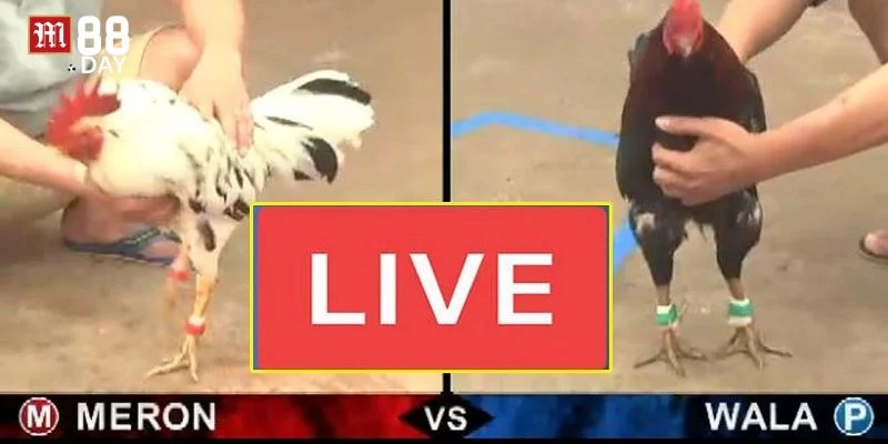 Tỷ lệ cược đá gà tại M88 được đánh giá rất cao. 